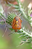 SHIELD BUG (EURYGASTER TESTUDINARIA) MOVING OVER PLANT