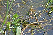 GRASS SNAKE (NATRIX NATRIX) SWIMMING ACROSS POND