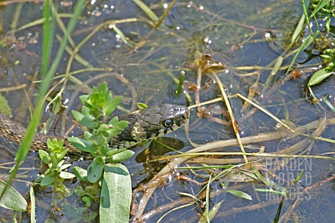 GRASS_SNAKE_NATRIX_NATRIX_SWIMMING_ACROSS_POND