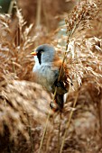 BEARDED TIT MALE IN REED HEAD