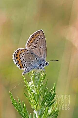 SILVER_STUDDED_BLUE_PLEBEJUS_ARGUS_MALE_AT_REST_ON_FLOWER