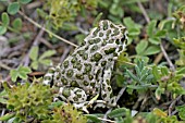 GREEN TOAD (BUFO VIRIDIS) ON GROUND