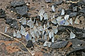 BLUE BUTTERFLIES CONGREGATE IN WOOD ASH