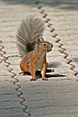 RED SQUIRREL (SCIURIS VULGARIS) ON PAVEMENT