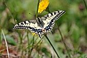 SWALLOW TAIL (PAPILIO MACHON) BUTTERFLY ON FLOWER