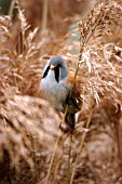 BEARDED TIT,  MALE IN REED HEAD