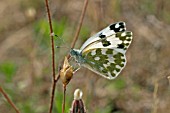 BATH WHITE (PONTIA DAPLIDICE) BUTTERFLY TAKING NECTAR