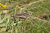 WART BITER,  BUSH CRICKET (DECTICUS VERRUCIVORUS) ON PLANT SV