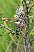 WART BITER BUSH CRICKET (DECTICUS VERRUCIVORUS) ON BRANCH