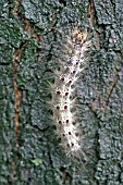 GYPSY MOTH CATERPILLAR (LYMANTRIA DISPAR) MOVING ON TREE TRUNK