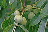 WALNUT (JUGLANS REGIA) NUTS ON TREE