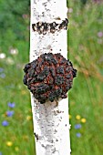 CROWN GALL ON SILVER BIRCH TREE TRUNK
