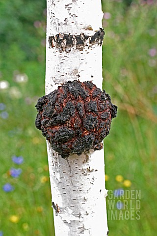 CROWN_GALL_ON_SILVER_BIRCH_TREE_TRUNK