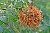 ROBINS PINCUSHION GALL WASP (RHODITES ROSAE) ON ROSE BUSH