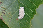 MOTH EGG CLUSTER ON LEAF