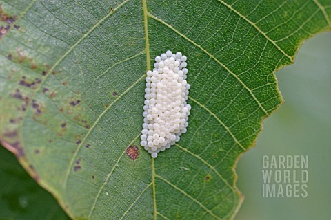 MOTH_EGG_CLUSTER_ON_LEAF