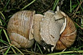 ROMAN SNAIL,  HELIX POMATIA,  MATING PAIR