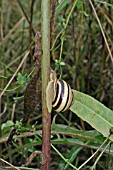 WHITE LIPPED SNAIL,  CLIMBING UP PLANT STEM
