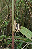 WHITE LIPPED SNAIL,  CLIMBING UP PLANT STEM