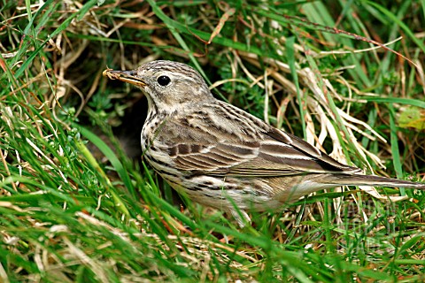 MEADOW_PIPIT_AT_NEST