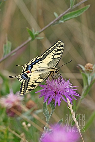 SWALLOWTAIL__TAKING_NECTAR_FROM_FLOWER