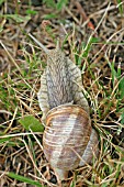 ROMAN SNAIL (HELIX POMATA) MOVING OVER GROUND