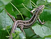 SAND LIZARD (LACERTA AGILIS) MOVING THROUGH UNDERGROWTH