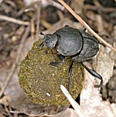 DUNG BEETLE (SCARABAECUS SACER) MOVING DUNG BALL