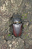 STAG BEETLE (LUCANUS CERVUS) FEMALE ON TREE TRUNK