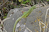 GREEN LIZARD (LACERTA VIRIDIS) MALE ON ROCK