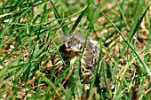 MEADOW PIPIT FLEDGLING IN GRASS