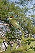 BIRD,  BEE EATER (MEROPS APIASTER) PERCHING IN TREE