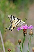 SWALLOWTAIL BUTTERFLY (IPHICLIDES PODALLRIUS) ON CENTAUREA