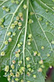 OEDEMA (DISTURBED GROWTH PHENOMENA) ON UNDERSIDE OF GRAPE VINE LEAF