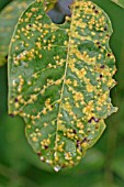 WALNUT BACTERIAL LEAF BLIGHT (XANTHOMONAS JUGLANDIS) SHOWING UPPER LEAF SURFACE