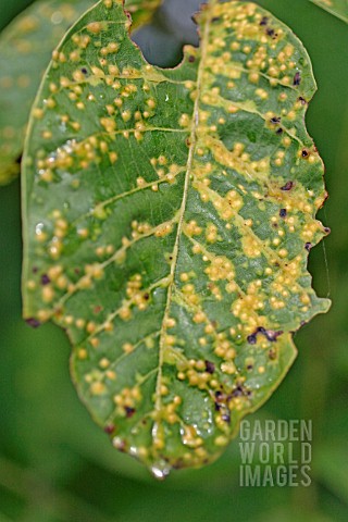 WALNUT_BACTERIAL_LEAF_BLIGHT_XANTHOMONAS_JUGLANDIS_SHOWING_UPPER_LEAF_SURFACE