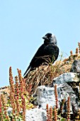 JACKDAW ON ROCK