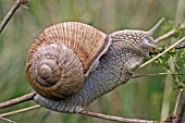 ROMAN SNAIL (HELIX POMATIA) MOVING ALONG PLANT STEM