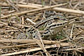 FROG (RANA ESCULENTA)