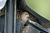 HOUSE SPARROW (PASSER DOMESTICUS) FEMALE AT NEST