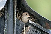 HOUSE SPARROW (PASSER DOMESTICUS) FEMALE AT NEST
