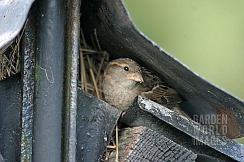 HOUSE_SPARROW_PASSER_DOMESTICUS_FEMALE_AT_NEST