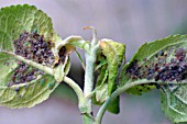 ROSY APPLE APHID ON UNDERSIDE OF LEAF