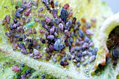 ROSY APPLE APHID GATHER ON UNDERSIDE OF APPLE LEAF