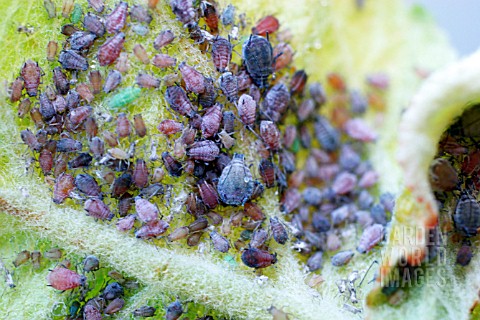ROSY_APPLE_APHID_GATHER_ON_UNDERSIDE_OF_APPLE_LEAF