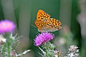 SILVER WASHED FRITILLARY BUTTERFLY (ARGINNIS PAPHIA) MALE FEEDING ON THISTLE