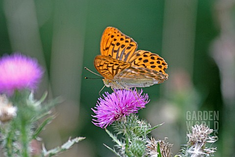 SILVER_WASHED_FRITILLARY_BUTTERFLY_ARGINNIS_PAPHIA_MALE_FEEDING_ON_THISTLE