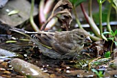 GREENFINCH,  CARDUELIS CHLORIS,  JUVENILE BATHING