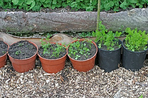 GROWING_CARROTS_SEQUENTIAL_SOWING_IN_POTS