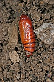 SWIFT MOTH,  PUPA LIVES IN THE SOIL